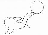 Seal Template Ball Templates Coloring Pages sketch template