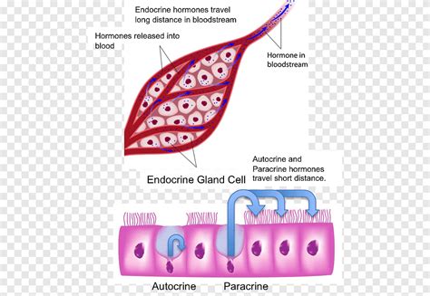 endocriene klier endocrien systeem menselijk lichaam hormoon endocriene klieren bijnier