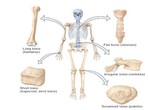 anatomy skeletal system