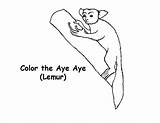 Aye Coloring Getcolorings Lemur Printable sketch template