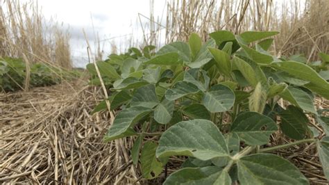 Video Effects Of Winter Crops On Soybean Nc State Extension