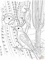 Coloring Cactus Pages Saguaro Wren Kids Nest Printable Birds Color Drawing sketch template