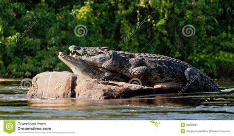 mating nile crocodiles crocodylus niloticus stock image image 36838061