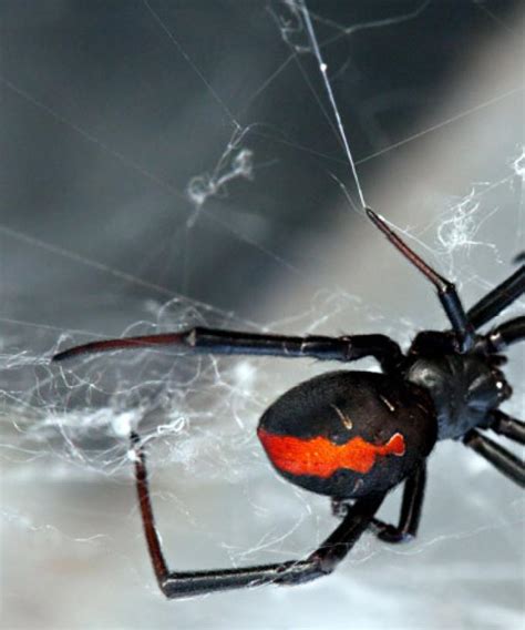 Redback Spiders Sex Lives Are Kinky And Crazy As Hell