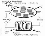 Photosynthesis Respiration Cellular Model Science Answer Biologycorner Ls1 Worksheet Key Biology Molecules Based Cell Questions Carbon Oxygen Ap Worksheets Hydrogen sketch template