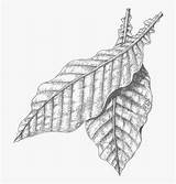 Tobacco Leaf Drawing Leaves Clipart Clipartkey sketch template