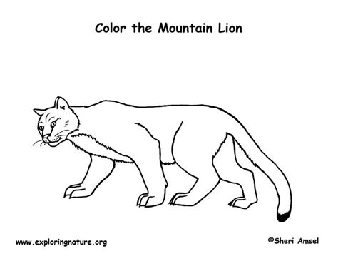 mountain lion coloring nature