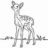 Deer Coloring Clipart Drawing Pages Easy Drawings Baby Forest Outline Kids Animals Line Buck Head Clip Cartoon Draw Animal Simple sketch template