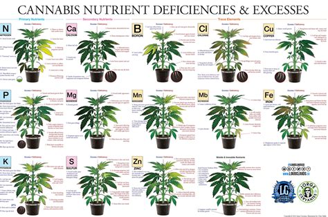 weed plant deficiencies chart