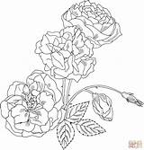 Coloring Rose Pages Bush Roses Drawing Brabant Duchesse Printable Intricate Clipart Flowers Supercoloring Flower Drawings Plant Draw Getdrawings Library Gif sketch template