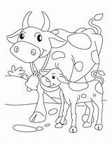 Cow Coloring Calf Pages Baby Mother Golden Its Printable Clipart Drawing Color Kids Getcolorings Getdrawings Popular Library Print sketch template