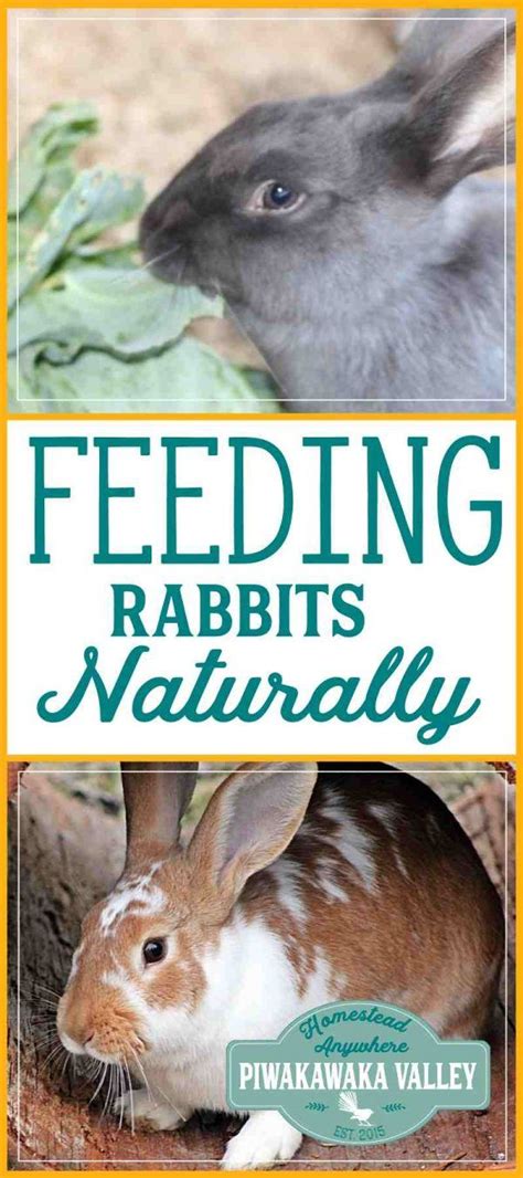 feeding rabbits  pellets natural rabbit food ideas raising