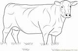 Angus Cow Coloring Pages Beef Cows Sketch Coloringpages101 Printable Template sketch template