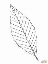 Leaf Beech Tree Coloring Drawing Leaves Palm Getdrawings Pages Color sketch template