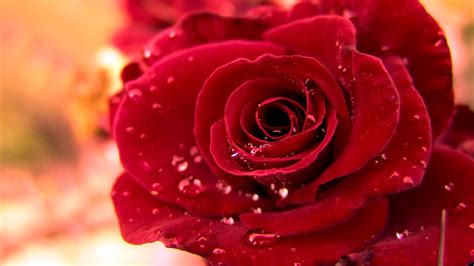wallpaper bunga mawar merah deloiz wallpaper