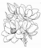 Magnolia Stamp Rubber Flower Drawing Line Stamper Frantic Flowers Mounted Cling Drawings Stamps Coloring Choose Board Floral Franticstamper Sketches sketch template