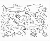 Aquatic sketch template