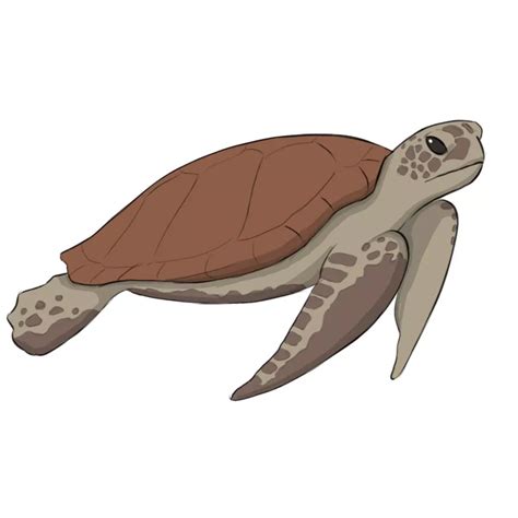 draw  sea turtle easy drawing art