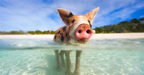 great stirrup cay bahamas swim   pigs excursion norwegian