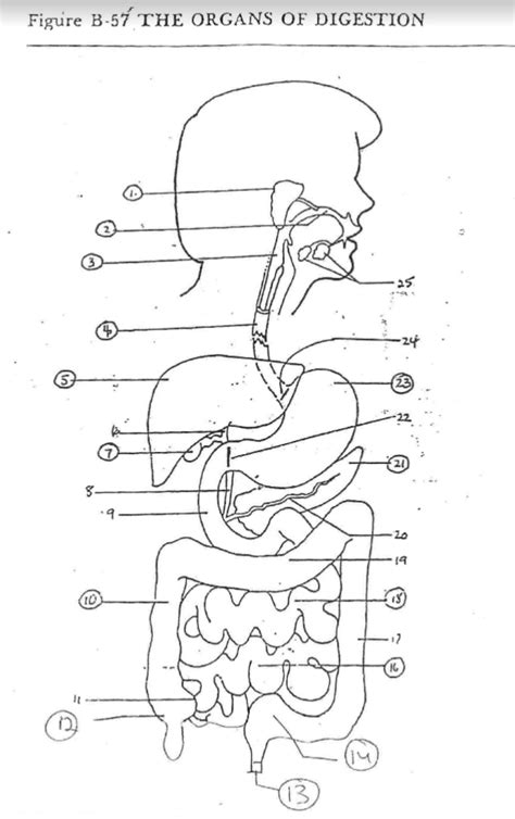 digestive system diagram quizlet