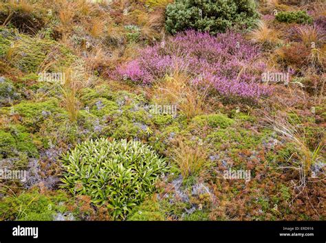 plant scrub  res stock photography  images alamy
