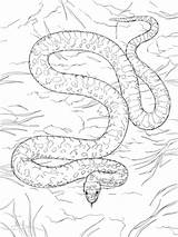Snake Coloring Pages Gopher Coral Snakes Parentune sketch template