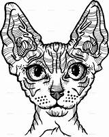 Cat Sphynx Vector Illustration Hairless Clipartmag Clipart sketch template