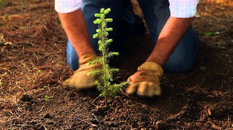 replanting our national forests 2014 youtube
