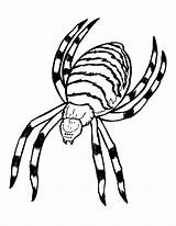 Insectos Insetti Insects Insekten Argiope Coloriage Colorier Justcolor Getdrawings Adults sketch template