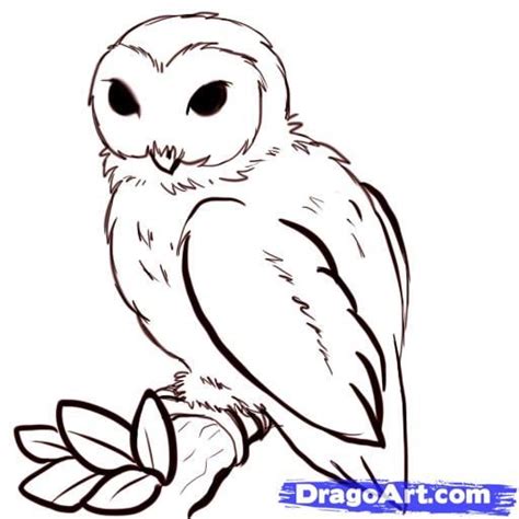 draw owls step  step drawing guide  puzzlepieces owls