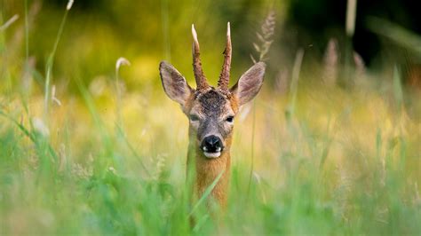 roe deer capreolus capreolus woodland trust