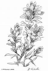 Paintbrush Wyoming Wildflower Dogwood Louisiana sketch template