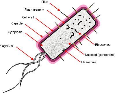 Image result for simple bacterial cell structure
