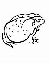 Amphibian sketch template