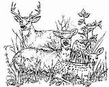 Deer Family Stamps Northwoods Rubber Coloring Franticstamper Stamp sketch template