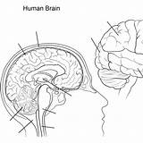 Brain Labels Coloring Getdrawings Drawing Human Label sketch template