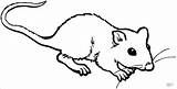 Rat Coloring Mole Pages Rats Dessin Colorier Kids Printable Coloriage Fink Color Coloringbay Petit Imprimer Template Opéra sketch template