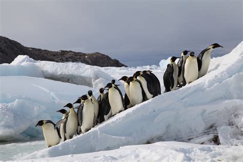 emperor penguins  march  extinction  nations fail  halt climate change saving earth