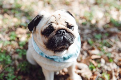 pug dog breed characteristics care