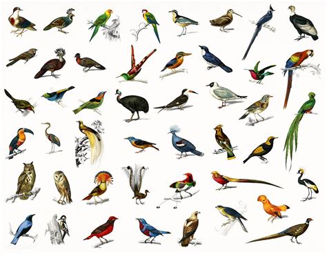 types  birds illustrated  charles dessalines  orbigny   digitally