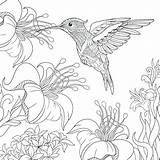 Coloring Hummingbird Pages Printable Getdrawings sketch template