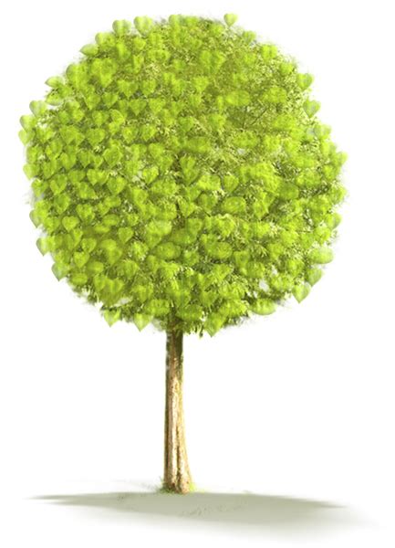 tree png transparent image  size xpx