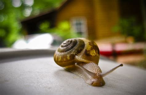 gross snail i was just trying to take out the garbage gro… flickr