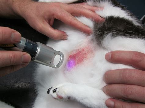 Eosinophilic Plaque In Cats Vetlexicon Felis From Vetlexicon