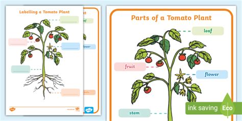 parts   tomato plant ks science twinkl