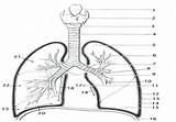 Lungs Respiratory sketch template
