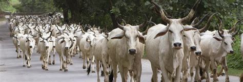 India’s Cow Crisis Part 5 Penalty For Abandoning Cattle Final Nail In