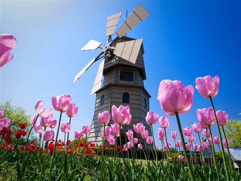 dutch windmill  tulips sky high pinterest windmill  flower desktop wallpaper