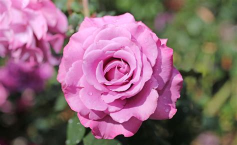 Fifteen Of The Best Roses For Perth Gardens The West