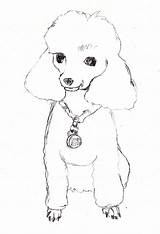 Poodle Poodles Coloringhome Sketching Dragoart sketch template